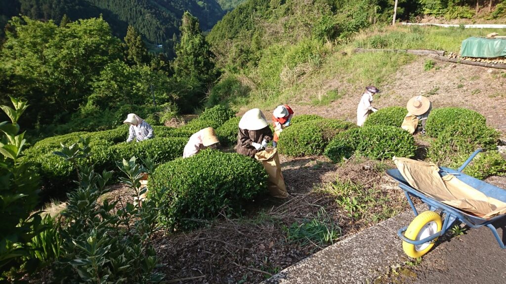 富郷茶の収穫